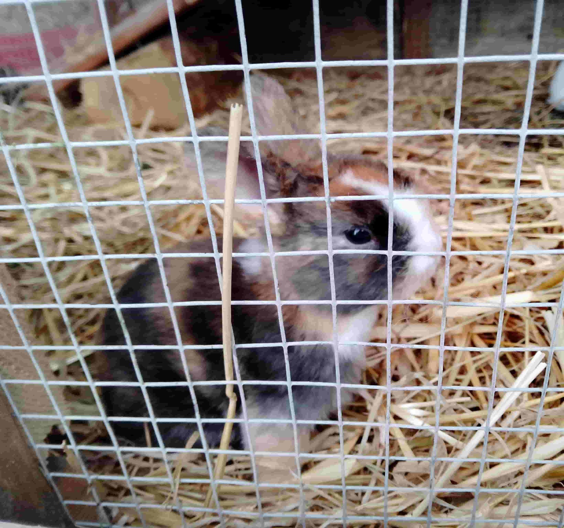 Kaninchenbaby 19 Tage alt (2 Wochen + 5 Tage) alt