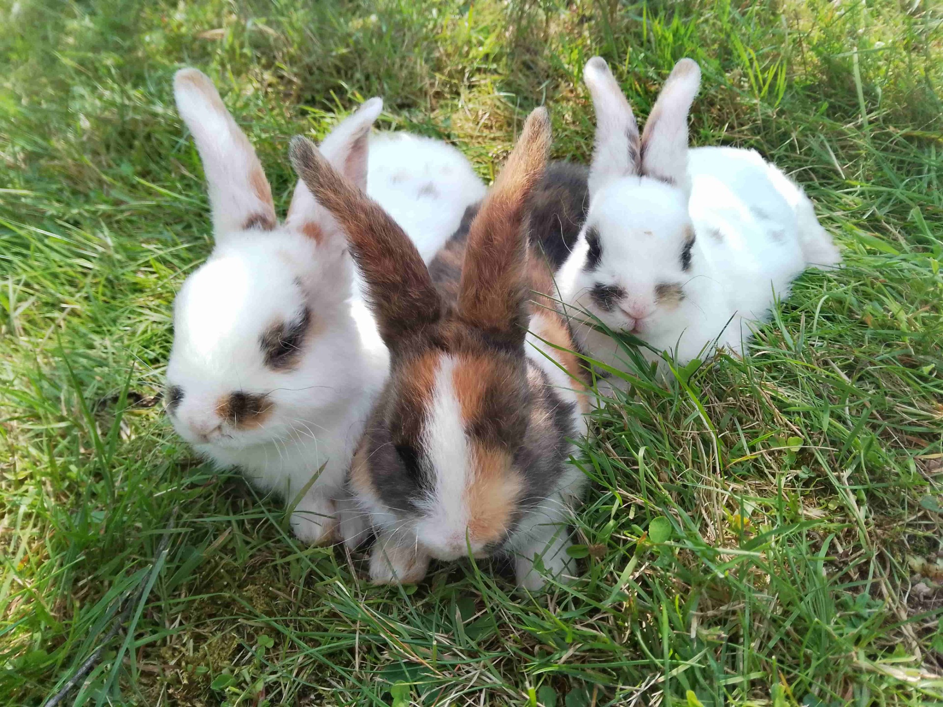 Junge Kaninchen 4 Wochen 3 Tage alt beim Nickerchen im Gras