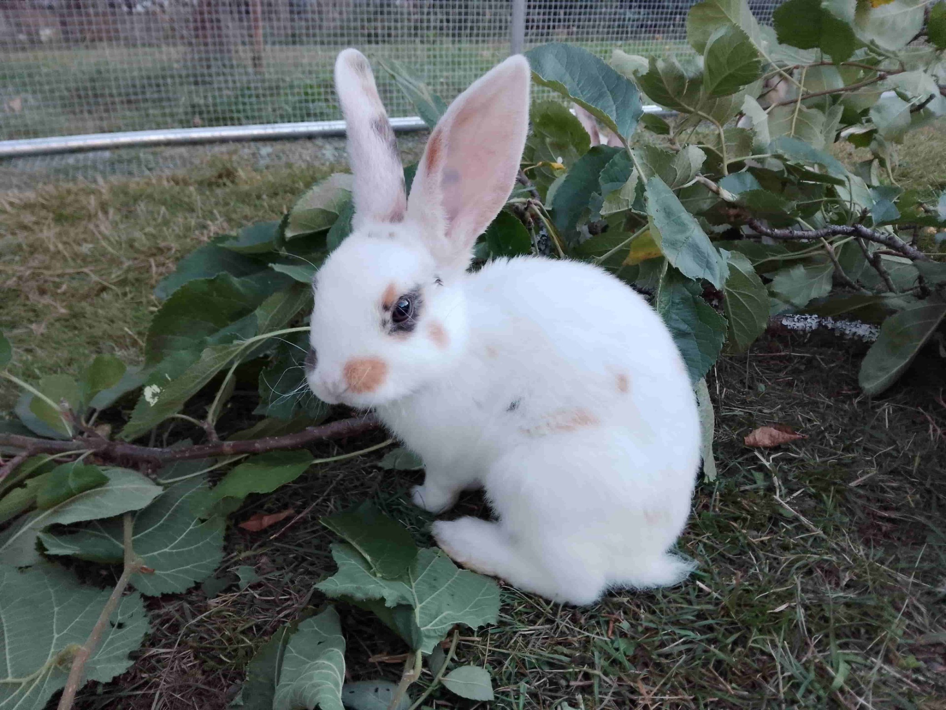Kaninchenjunges 6 Wochen und 1 Tag alt beim Apfelbaum benagen