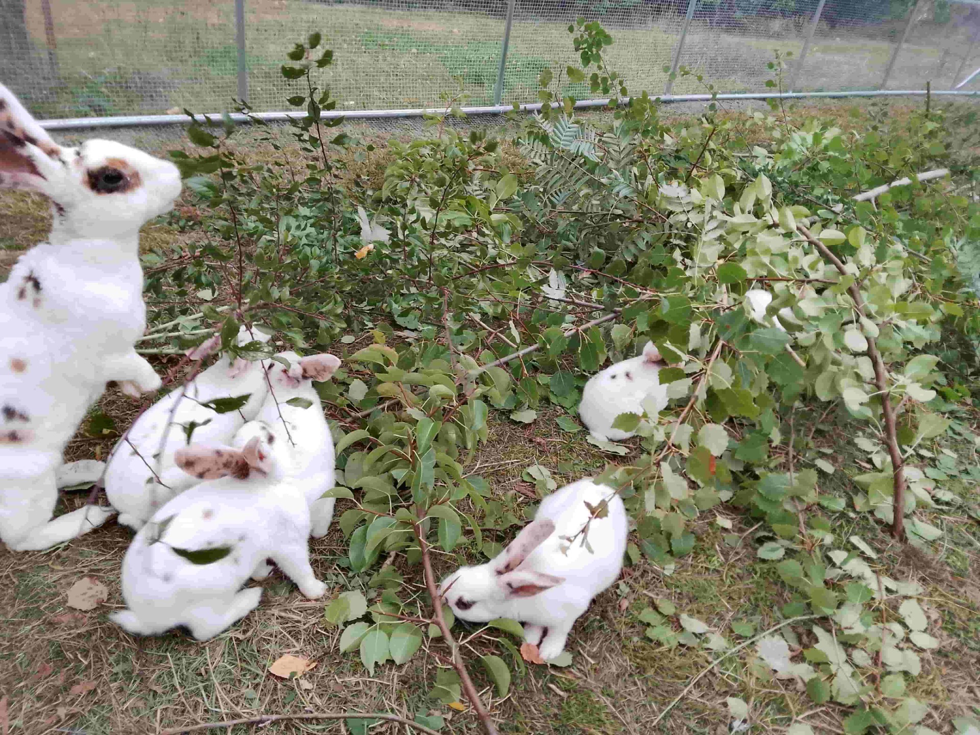 Junge Kaninchen 7 Wochen alt beim Blätterfrühstück