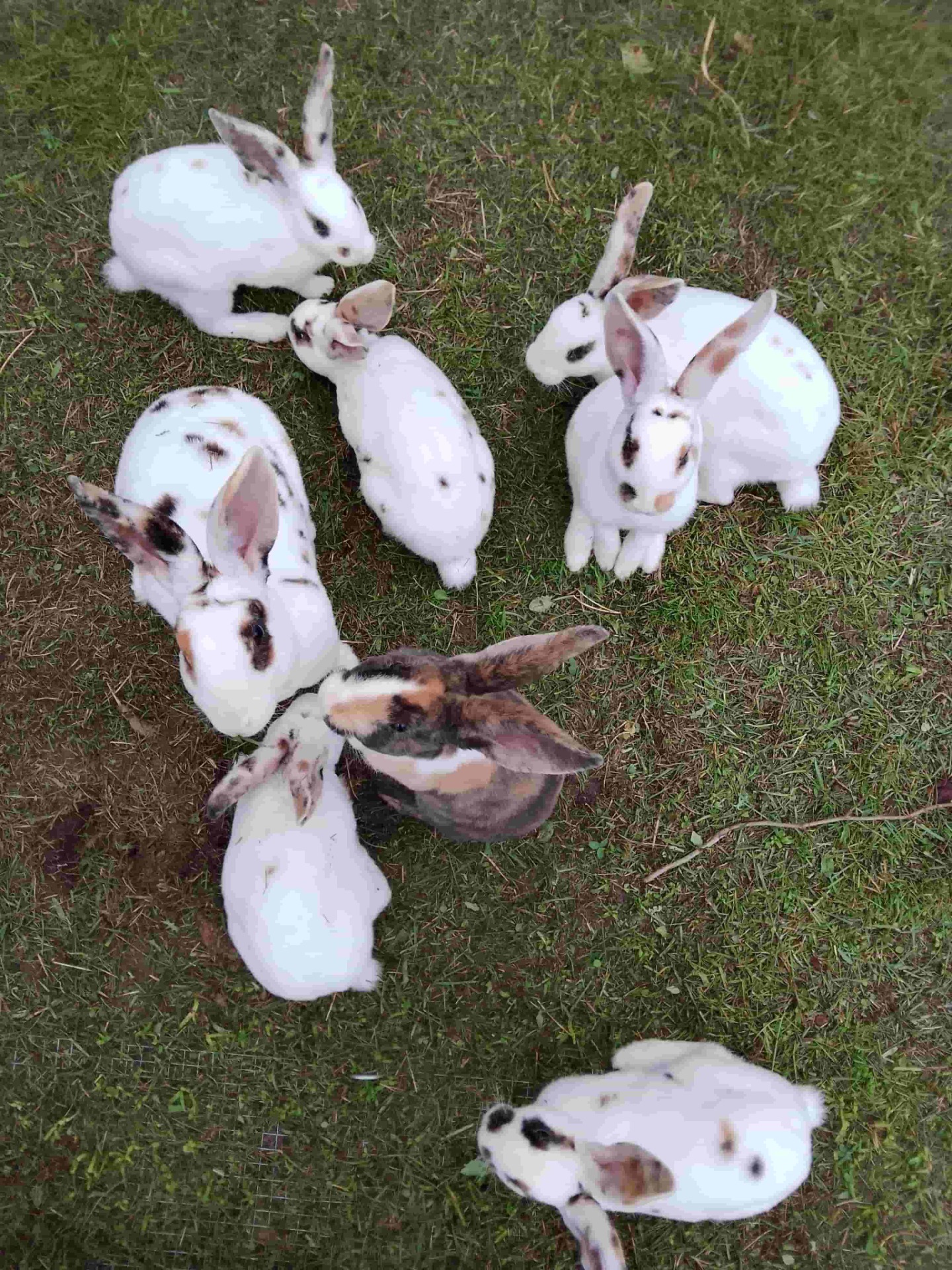 Junge Kaninchen 10 Wochen und 1 Tag alt beim Warten aufs Wiesenkräuter Frühstück