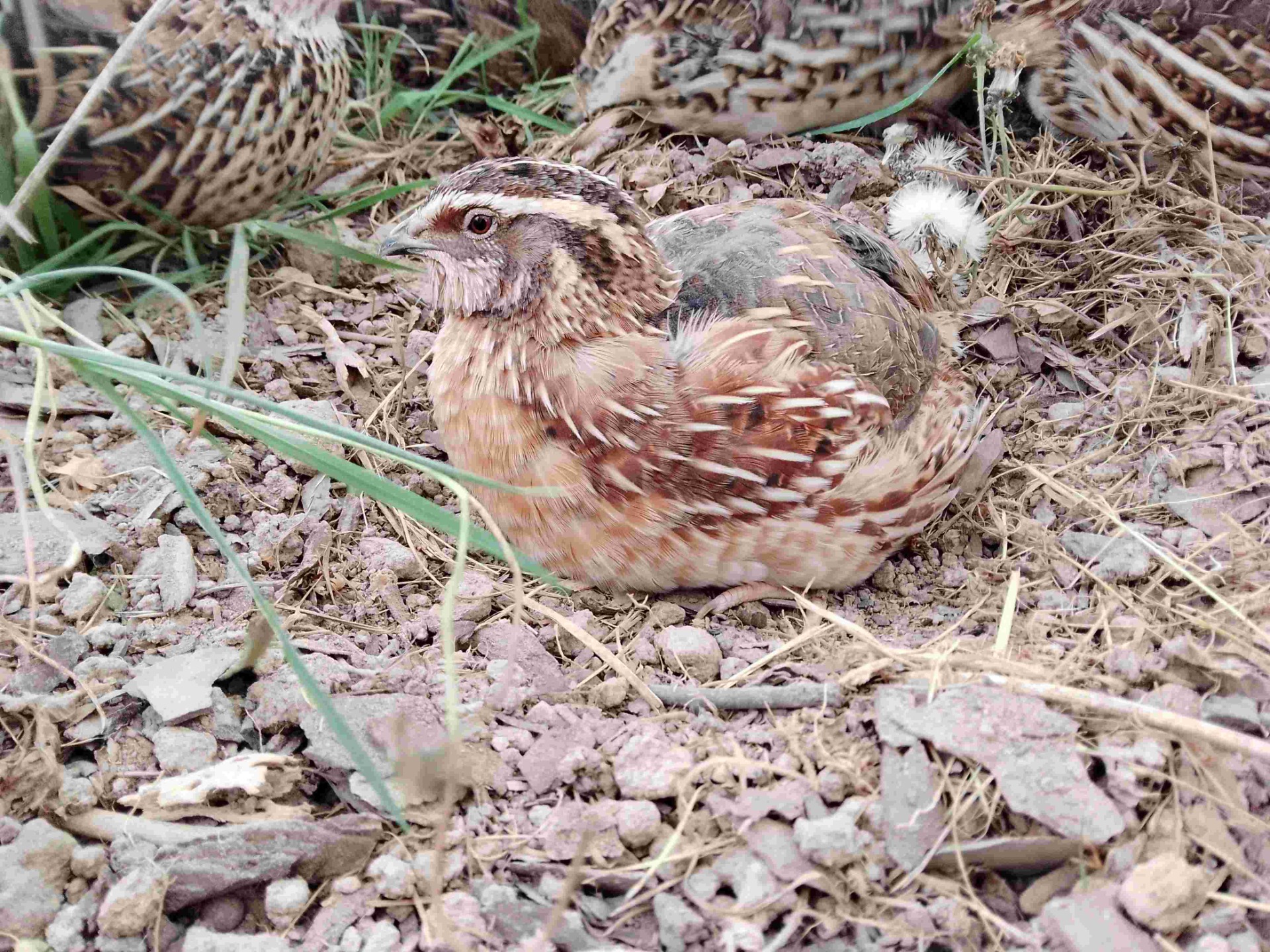 Wachtel Hahn wildfarben