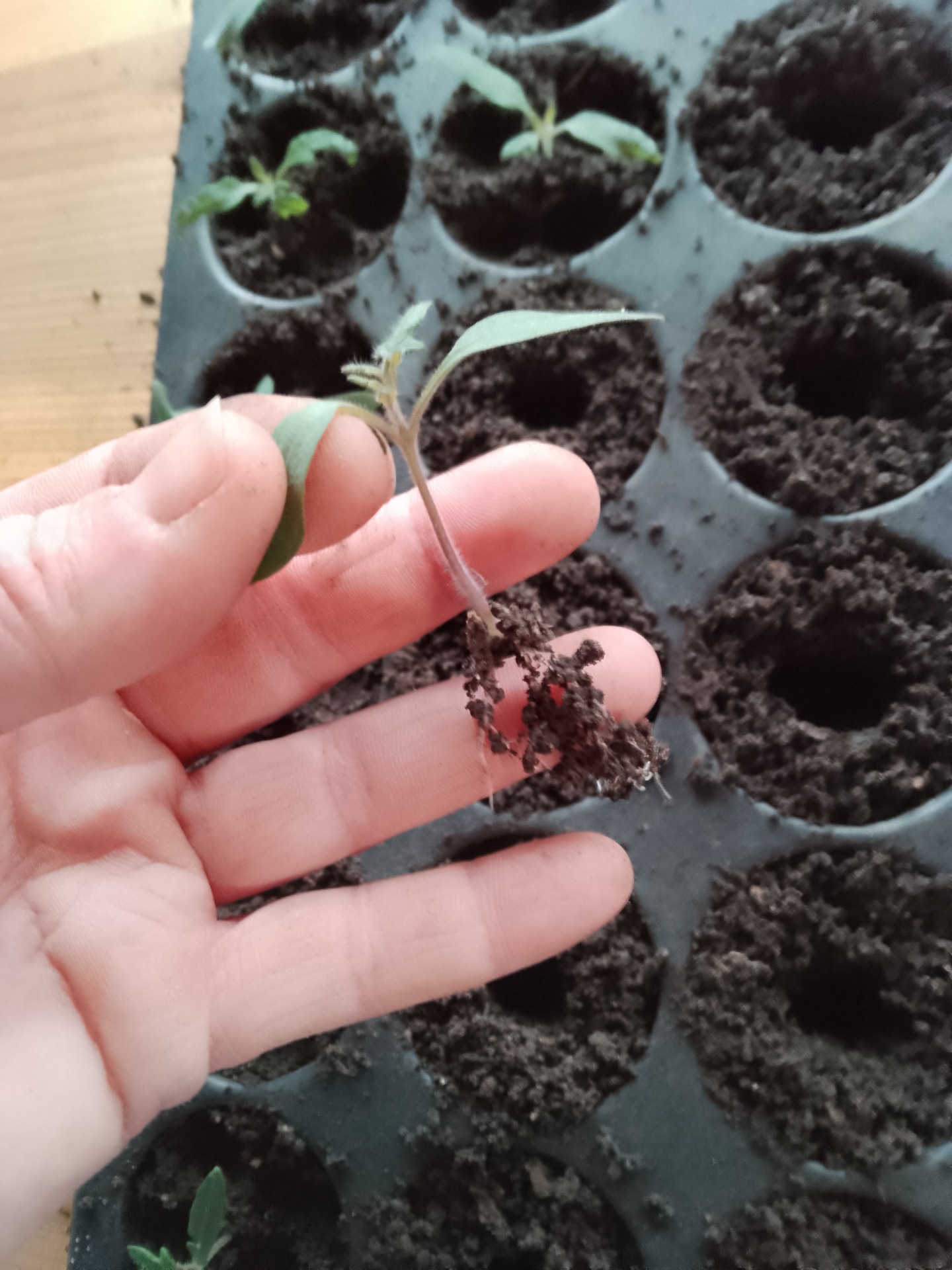 Tomatenjungpflanze zum pikieren vorsichtig an den Keimblättern halten