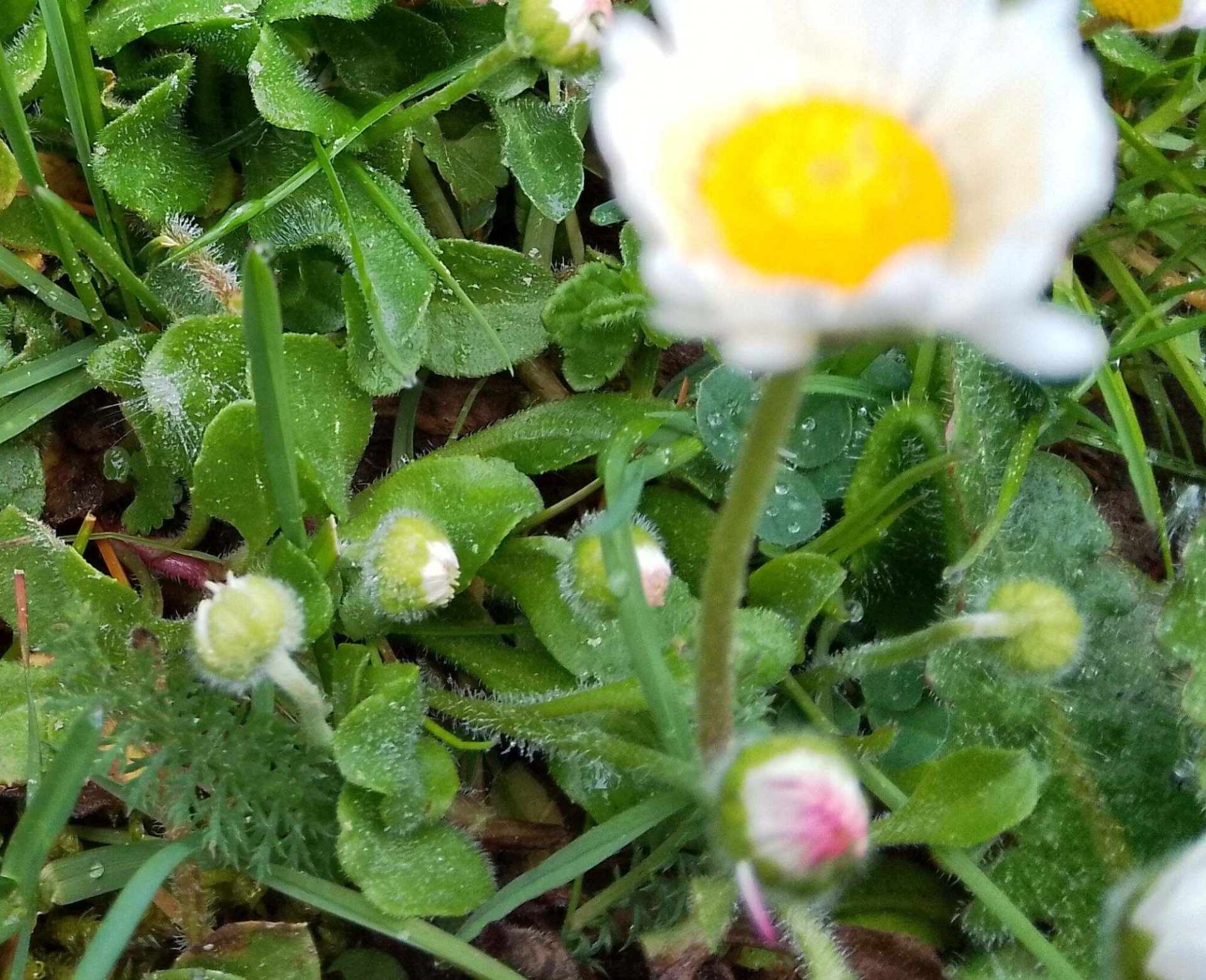 Gänseblümchen