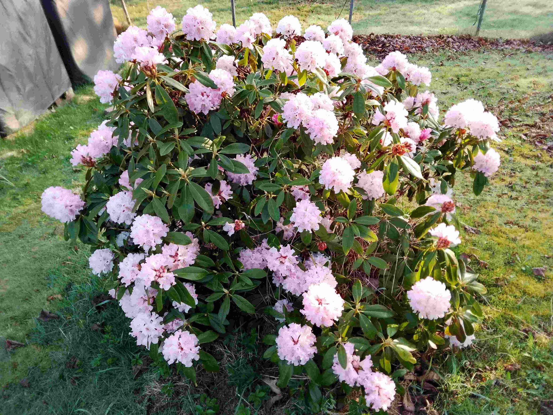 Blühender Rhododendron am 15.4.26