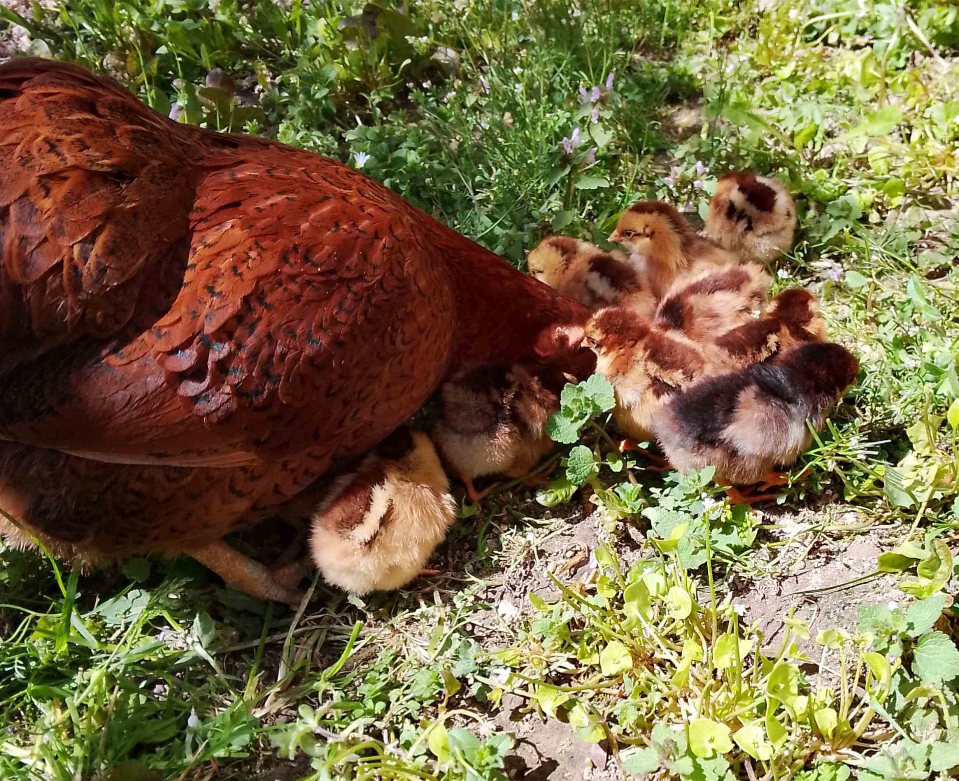 Unsere 2 Tage alten Küken mit Glucke im Freilauf